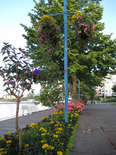 hanging baskets-blog