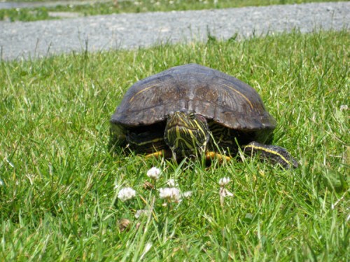 turtle-blog