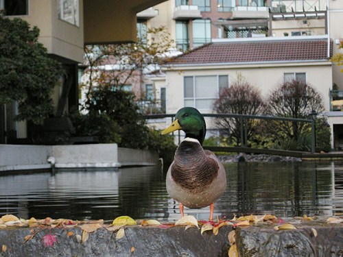 111103duck
